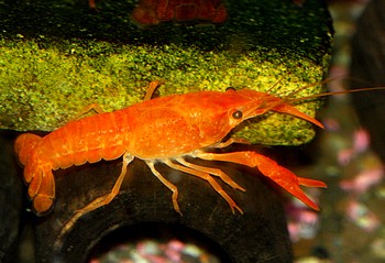 Procambarus clarkii