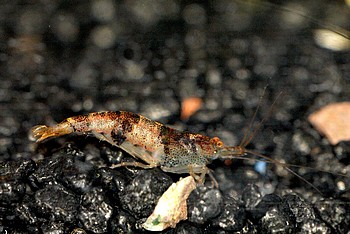 Caridina cf. cantonensis, Bienengarnele, Süßwassergarnele Caridina cf. cantonensis, Bienengarnele, Süßwassergarnele