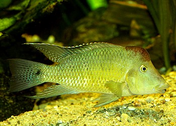 Geophagus hondae, Rotbuckel-Erdfresser