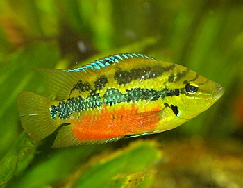 Cichlasoma salvini, Salvins Buntbarsch