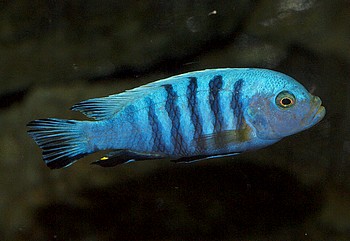Cynotilapia afra, Afrabarsch
