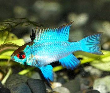 Microgeophagus ramerezi