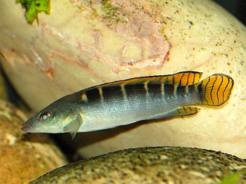Crenicichla compressiceps