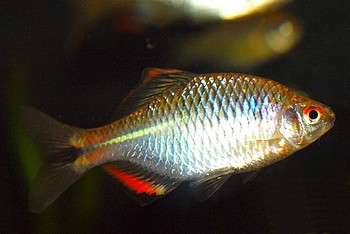 Paracheilognathus himantegus