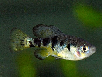 Skiffia multipunctata, Vielpunkt-Kärpfling