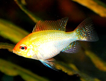 Microgeophagus ramerezi