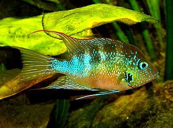Thorichthys aureus, Goldbuntbarsch