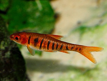 Barbus bariliodes, Blaustrichbarbe