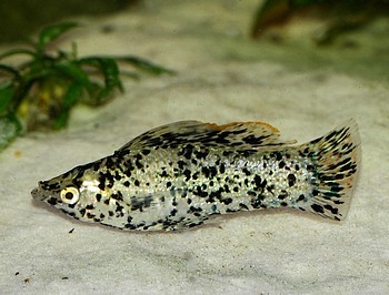 Poecilia velifera, Segelkärpfling