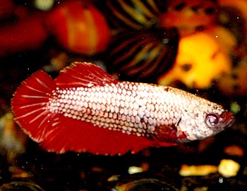 Betta splendens, Siamesischer Kampffisch