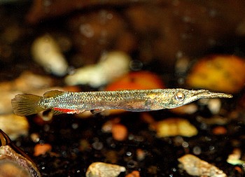 Dermogenys pusillus, Hechtkpfiger Halbschnabelhecht