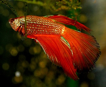 Betta splendens, Siamesischer Kampffisch