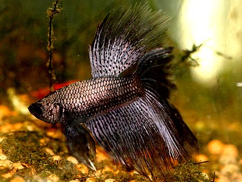 Betta splendens, Siamesischer Kampffisch