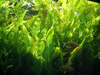 Microsorum pteropus, Schwarzwurzelfarn