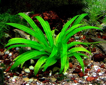 Echinodorus amazonicus