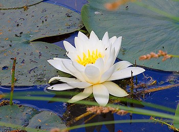 Nymphaea alba, Weie Seerose