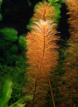 Myriophyllum tuberculatum, Rotes Tausendblatt
