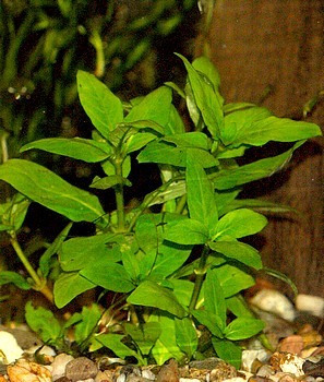 Staurogyne repens