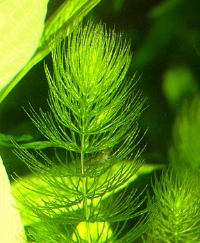 Ceratophyllum demersum, Hornblatt