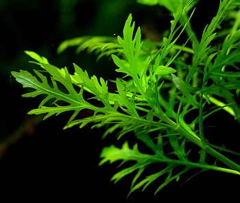 Hygrophila difformis, Indischer Wasserstern