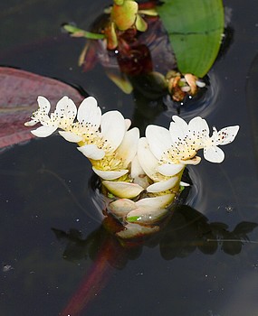 Aponogeton distachyos, Zweihrige Wasserhre