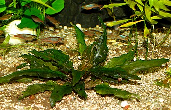 Cryptocoryne undulata, Gewellter Wasserkelch