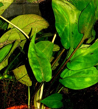 Cryptocoryne pontederiifolia, Herzblatt-Wasserkelch