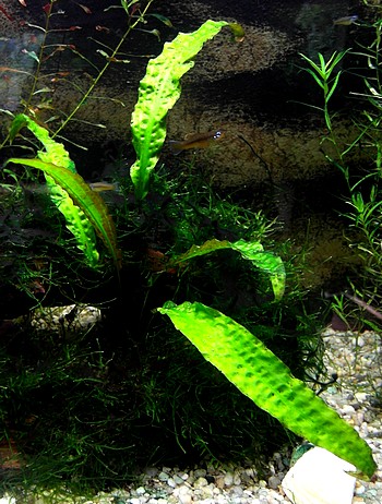 Cryptocoryne usteriana