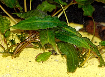 Cryptocoryne affinis, Hrtels Wasserkelch