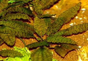 Cryptocoryne wendtii, Wendts Wasserkelch