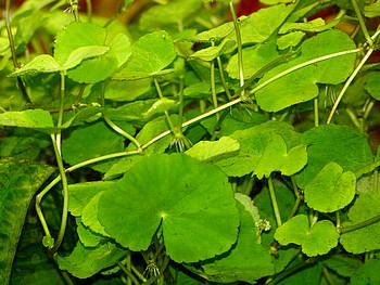 Hydrocotyle leucocephala, Brasilianischer Wassernabel