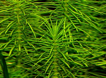 Didiplis diandra, Amerikanischer Wasserhecke