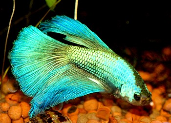 Betta splendens, Siamesischer Kampffisch