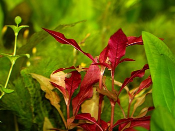 Alternathera reineckii, Schmalblttriges Papageienblatt