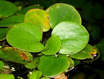 Limnobium laevigatum, Sdamerikanischer Froschbiss