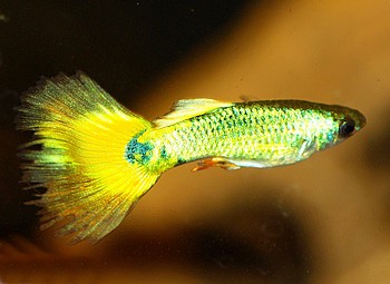 Poecilia reticulatus, Guppy