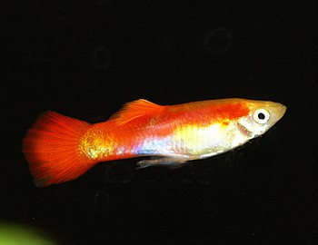 Poecilia reticulatus, Guppy