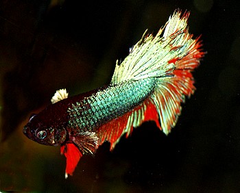 Betta splendens, Siamesischer Kampffisch