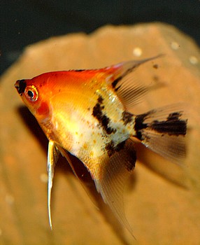 Pterophyllum scalare, Segelflosser, Skalar