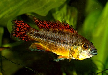 Apistogramma cacatuoides
