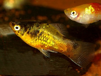 Xiphophorus maculatus, Platy