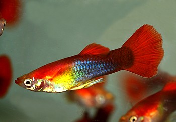 Poecilia reticulatus, Guppy