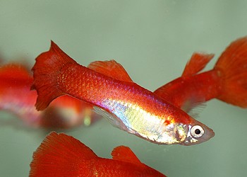 Poecilia reticulatus, Guppy