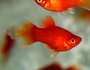 Xiphophorus maculatus, Platy