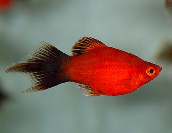 Xiphophorus maculatus, Platy