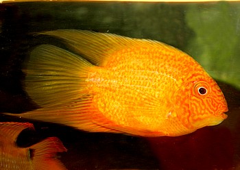 Heros severus, Augenfleckbuntbarsch GOLD