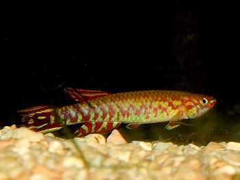 Scriptaphyosemion geryi