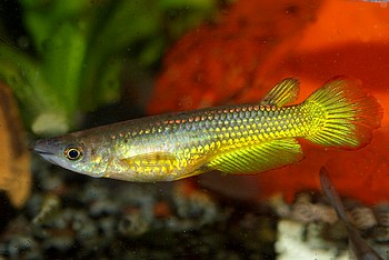 Aplocheilus lineatus, Streifenhechtling, GOLD