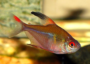 Hyphessobrycon paepkei Sonnensichelsalmler