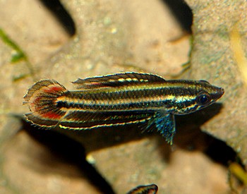 Parosphromenus tweediei